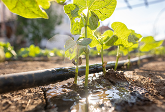 How Soil Carbon Can Become Canadian Farmers' Next Cash Crop